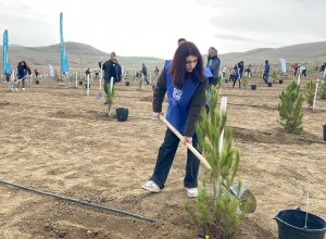 В Мушфигабаде проведена акция по посадке деревьев