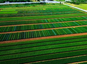 В Азербайджане рост аграрного сектора ускорился до 2%
