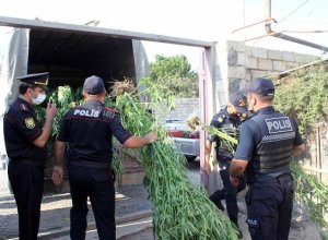 В Гахе уничтожено более 4 тонн кустов конопли