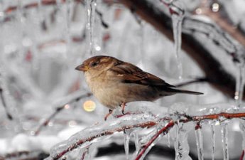 Sabah 10 dərəcəyədək şaxta olacaq - HAVA PROQNOZU