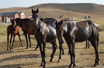 At almağa getmişdi, 15 yaşlı qızı qaçırdı