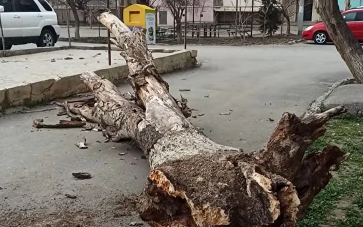Bakıda ağac qadının üzərinə aşdı