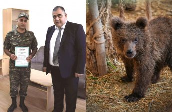 Erməni zabit Qırmızı Kitaba düşən ayı balasını xilas etdiyinə görə mükafatlandırıldı...-FOTO
