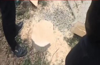 Mingəçevirdə ağacların kəsilməsi faktı araşdırılır - FOTO