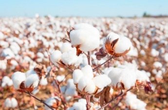 Производство хлопкового волокна в Азербайджане выросло на 33 %