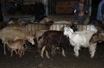Biləsuvarda heyvan bazarında nöqsanlar aşkarlandı - FOTOLAR