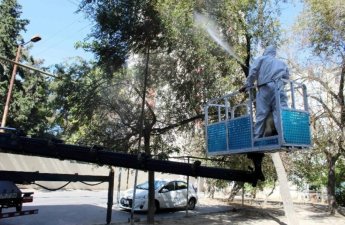 В Баку зафиксировано массовое нашествие гусениц на тутовые деревья