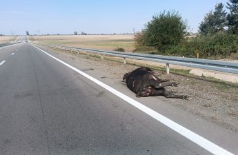 Ağstafa avtomobil iribuynuzlu mal-qaranı vurub -  FOTO/VİDEO