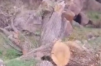 Kəlbəcərdə ağackəsmə faktı ilə bağlı araşdırma başladı - FOTO