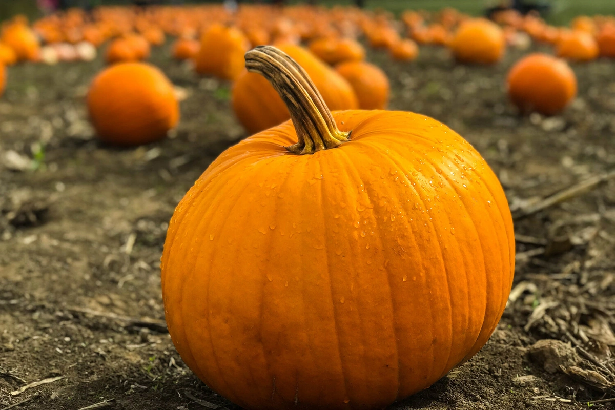 Названы овощи, накапливающие опасные токсины из почвы