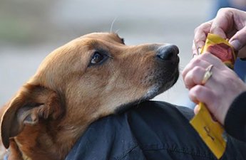 В Баку избили женщину за кормление бездомной собаки