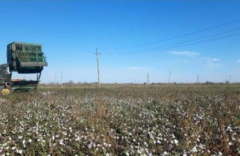 Biləsuvarda pambıq sahəsində yanğın baş verib - FOTO