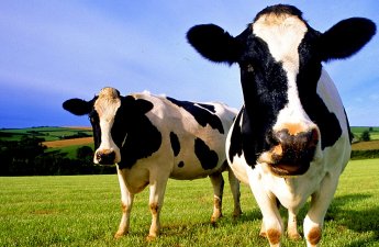 Стадо коров убило пожилую британку с собакой