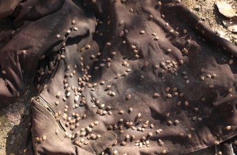 Rayonlarda qəhvəyi mərmər bağacığı ilə mübarizə davam edir - FOTOLAR