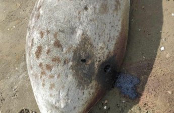 Xəzər sahilində ölü suitilər aşkarlandı