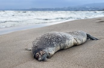 На Каспии тюлени погибли из-за рыболовных сетей