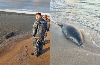 В Казахстане на берегу Каспийского моря экологи нашли 112 погибших тюленей