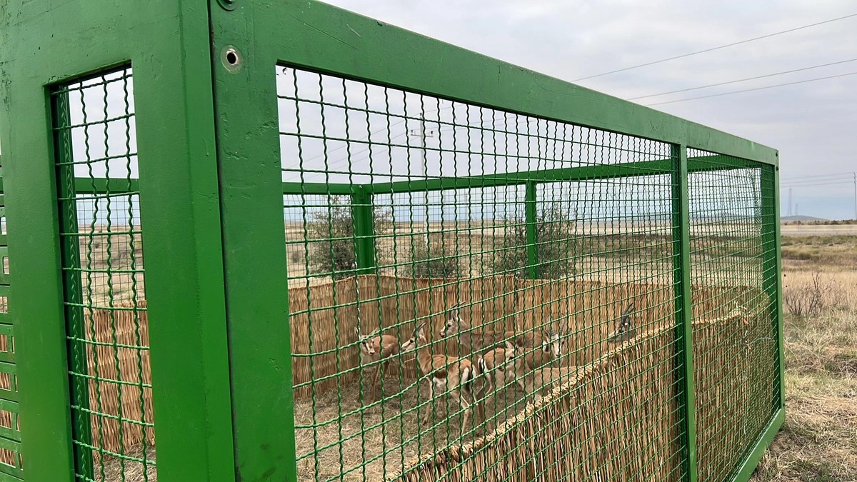 Cəbrayıl rayonu ərazisinə yeddi baş ceyran buraxıldı