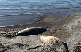 Xəzər sahilində daha 71 ölü suiti aşkarlandı - FOTO