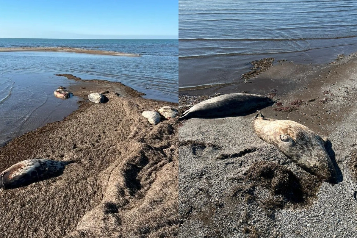 Несколько десятков мертвых тюленей обнаружили на побережье Казахстана