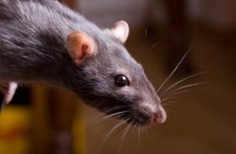 В Танзании задействуют крыс в спасательных миссиях