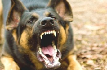 В Балакяне пастушья собака загрызла 83-летнего мужчину