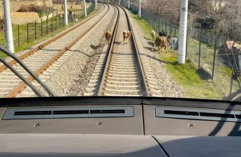 Qatarlar heyvanlarla 48 dəfə toqquşub