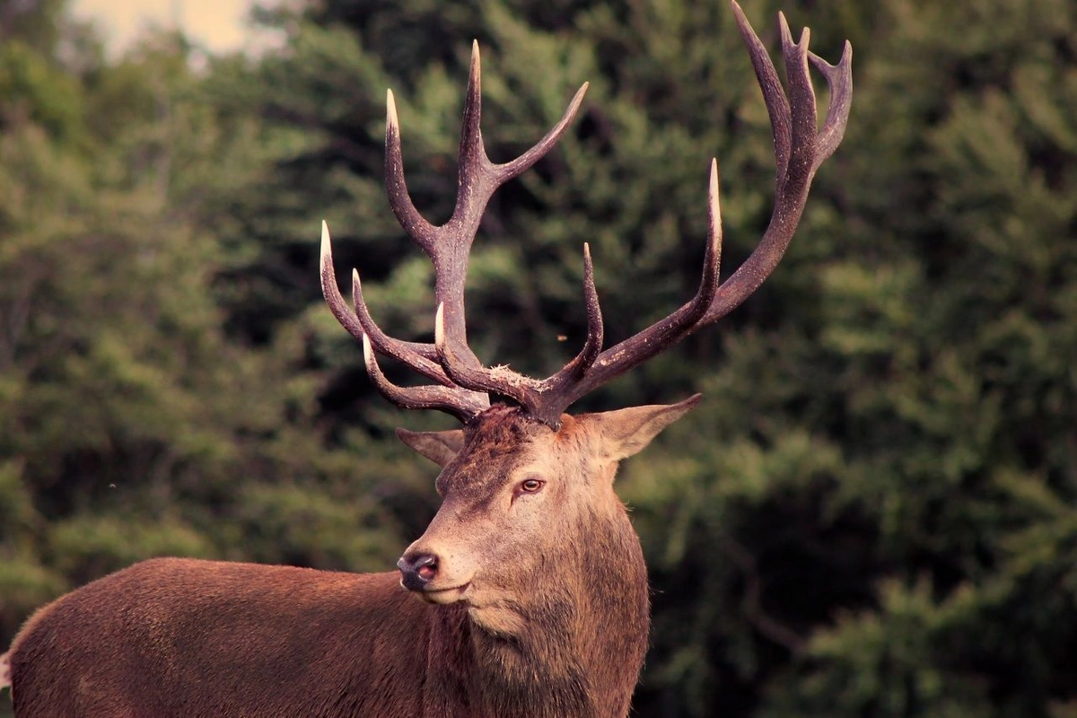 Rusiyadan Bakıya maral buynuzu gətirmək istəyən şəxs ələ keçdi - FOTO