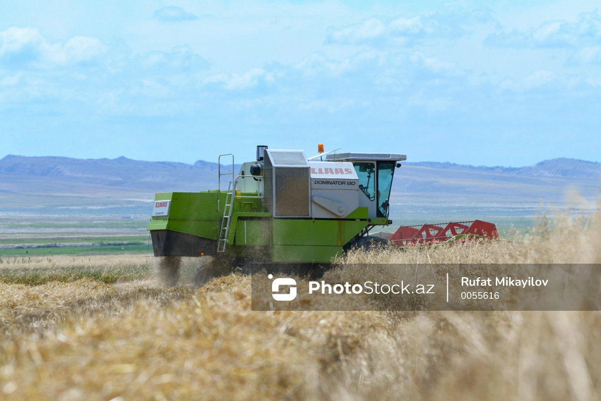 В этом году в Азербайджане увеличилось производство сельхозпродукции