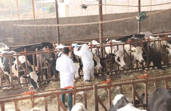 Dabaq xəstəliyinin SAT-1 serotipi üzrə peyvəndləmə işlərinə başlanılıb