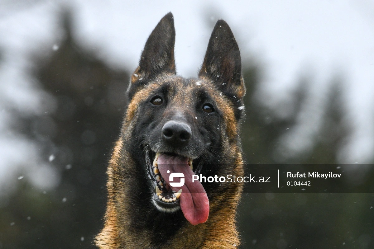 Собаки тоже страдают от аутизма: на какие признаки обратить внимание?