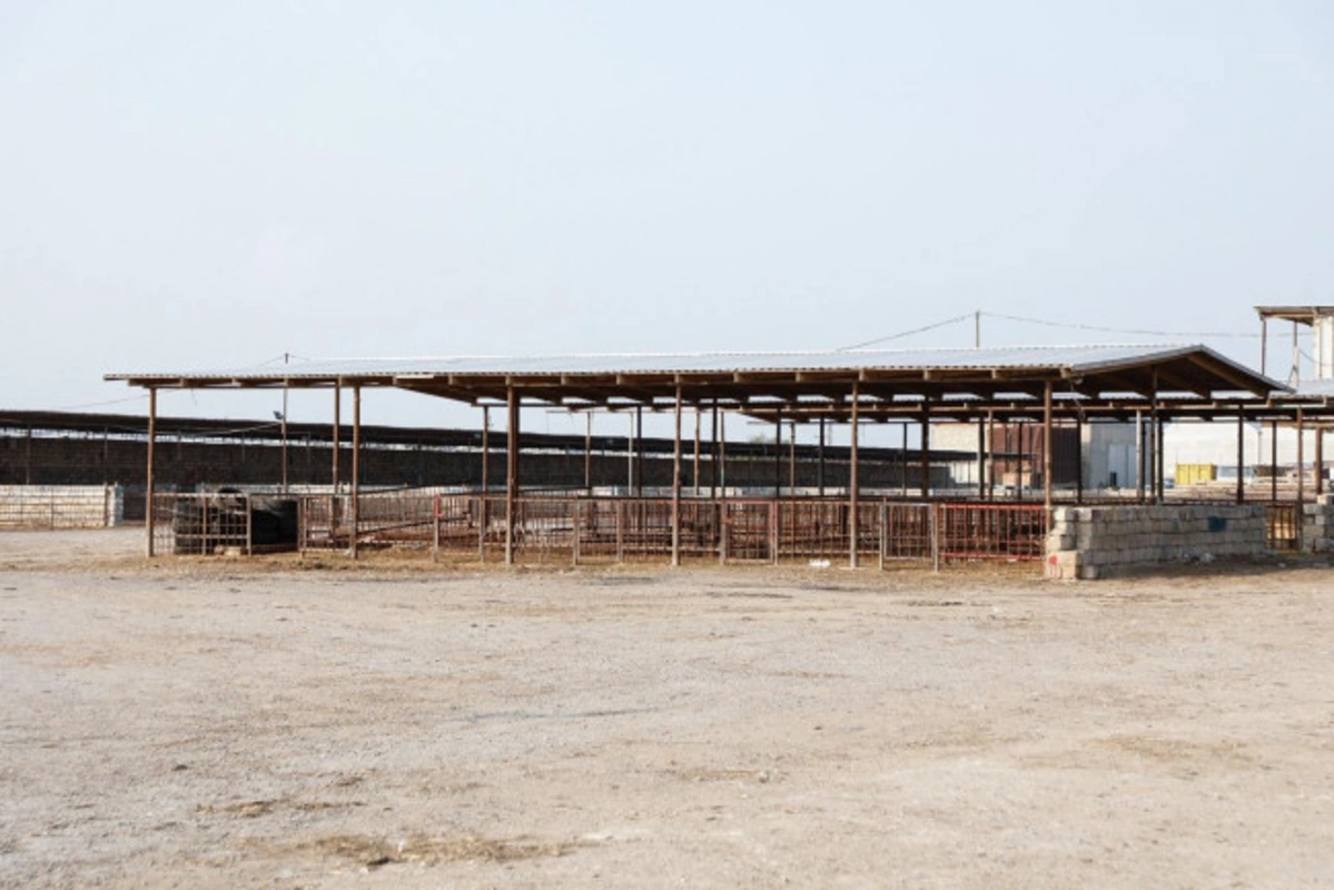 Heyvan bazarlarında nəzarət tədbirləri davam etdirilir - FOTO/VİDEO