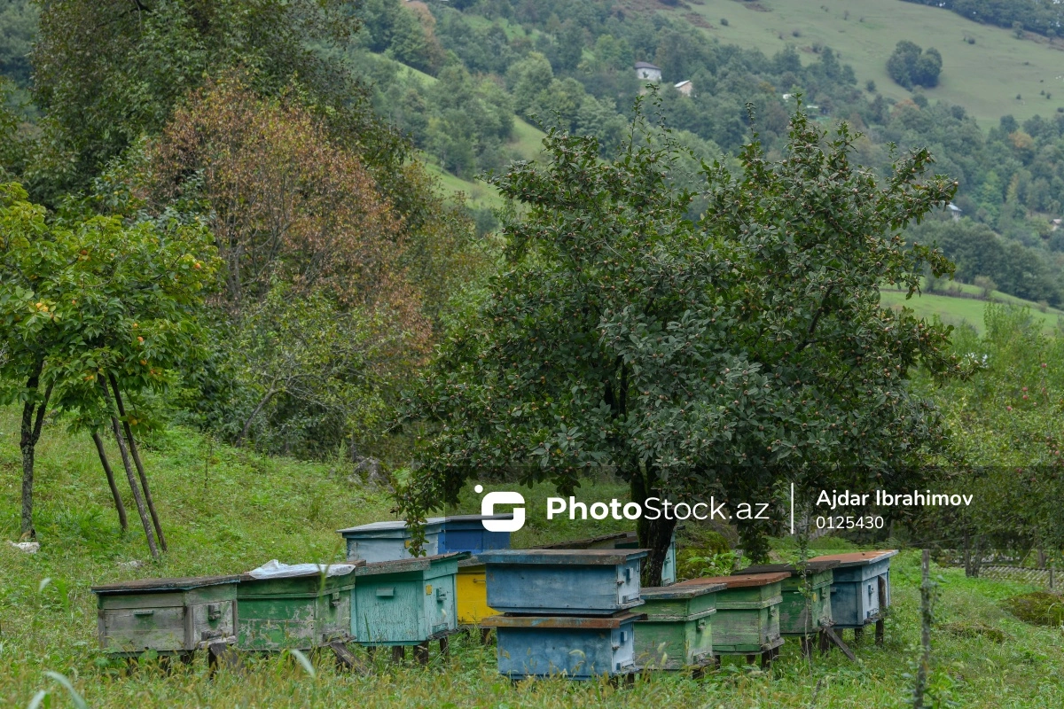 Arıçılar məhsullarını sata bilmirlər - SƏBƏB
