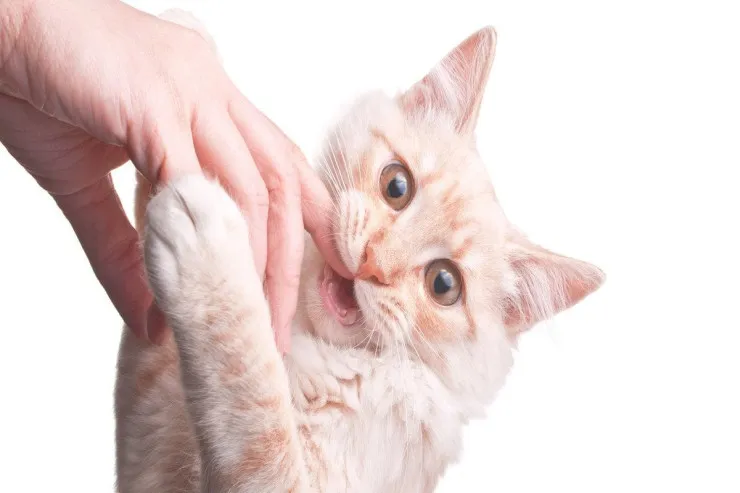 Pişiklər niyə dişləməyə meyillidir?