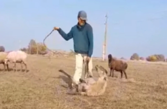 Samuxda heyvana işgəncə verən şəxs tutuldu