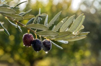Türkiyənin məşhur zeytun yığımına qoşulun – bu mövsümi təcrübəni qaçırmayın!