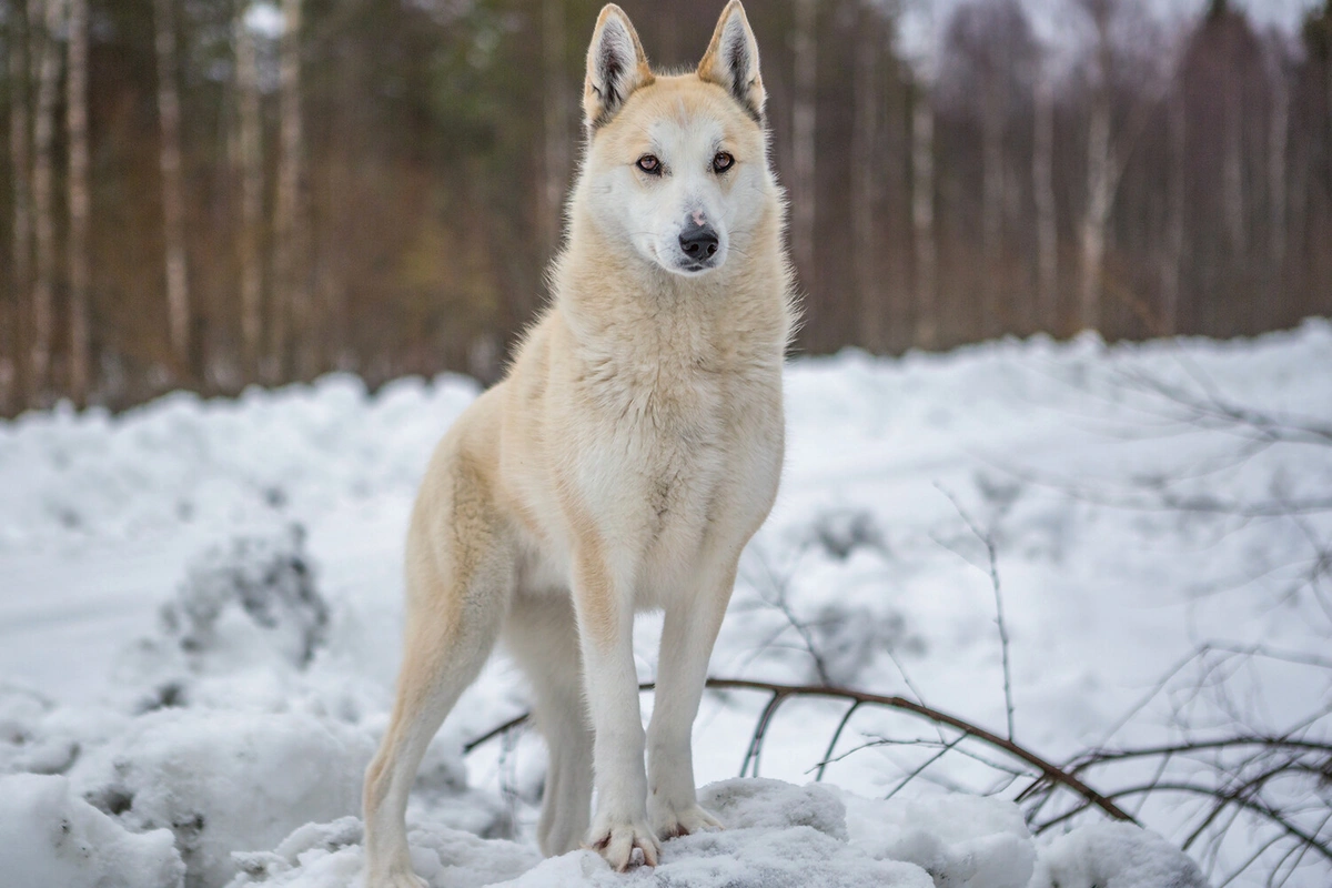 Alimlər əksər it cinslərində canavar DNT-si aşkar ediblər