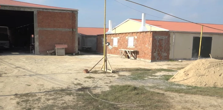 Невыносимый «аромат» соседства: как птицеферма отравляет жизнь жителям бакинского поселка