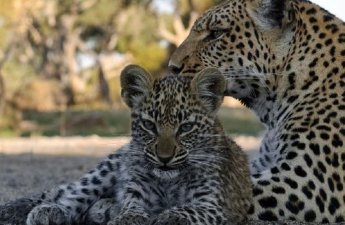 Zəngəzur Milli Parkında bəbir və iki balası görüntüləndi