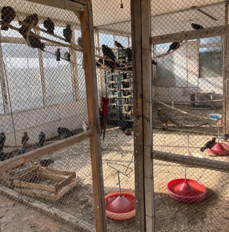 Restoranda baytarlıq nəzarəti olmadan saxlanılan heyvanlar aidiyyəti üzrə təhvil verilib