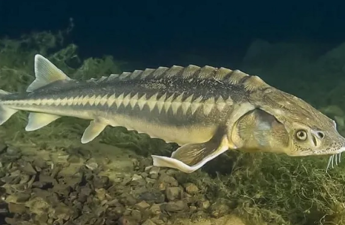 Xəzəryanı ölkələr nərə balığının ovuna qoyulmuş qadağanı 2026-cı ilə qədər uzadıblar