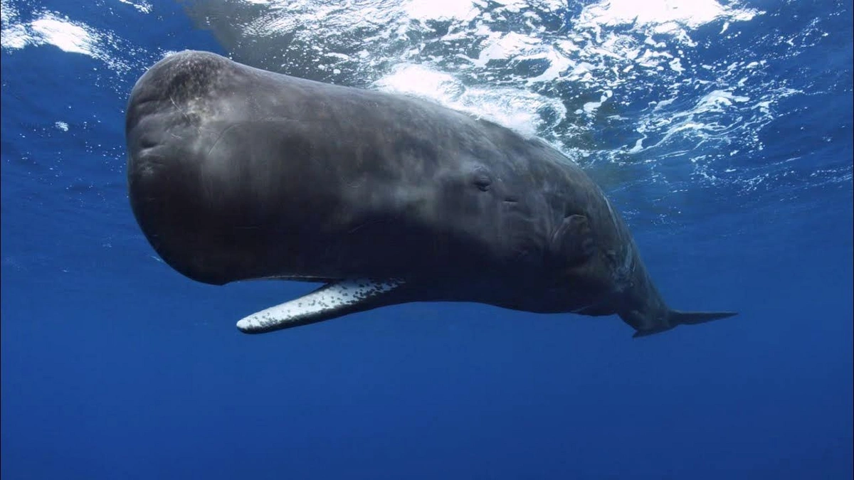 Tailand sakini milyonlarla dollarlıq kaşalot qusuntusunu satışa çıxarıb