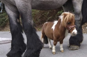 Boyuna görə Ginnesin Rekordlar Kitabına düşdü