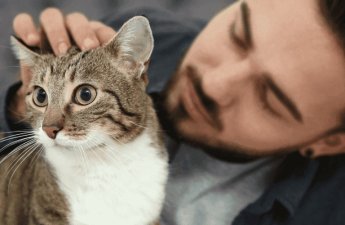 Pişiklərlə bağlı İLGİNC ARAŞDIRMA - kişilərə...