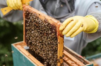 “Bal arısı cinslərinin və populyasiyalarının rayonlaşdırılması Qaydası”nda dəyişiklik edildi