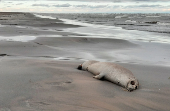 Xəzər sahilində yenidən ölü suitilər aşkar edilib
