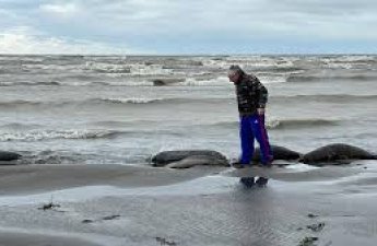 В Дагестане на берегу Каспия обнаружены 320 мертвых тюленей