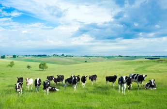 Bu il Azərbaycana 121 milyon dollar dəyərində diri heyvan gətirilib