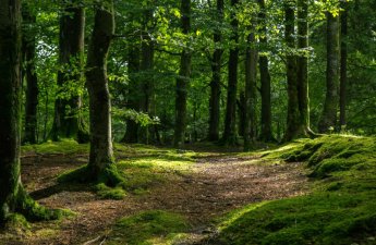 Kəlbəcər, Laçın, Ağdərə və Xocalı ərazilərini əhatə edəcək yeni milli park yaradılır