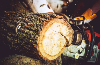 Ağacların qanunsuz kəsiminə görə təbiətə 36 min manatdan çox ziyan dəyib